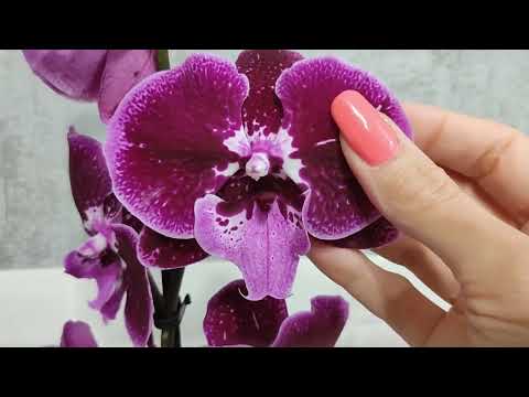 Видео: Два Биг липа🌺 Новинки!Винный вельвет и Калейдоскоп!🌺🌺🌿