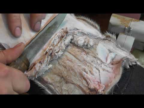 Видео: Камусы (первичная обработка)