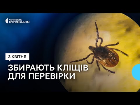 Видео: У Кропивницькому збирають кліщів для перевірки щодо зараження їх збудником хвороби Лайма