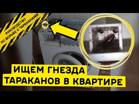 Видео: Где прячутся тараканы в квартире и как выглядят их гнезда