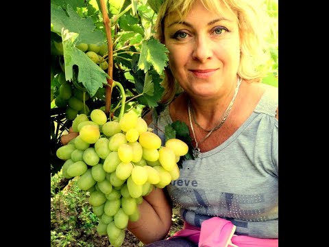Видео: Лучшие сорта винограда!Путь к успеху! Фильм 1-й.