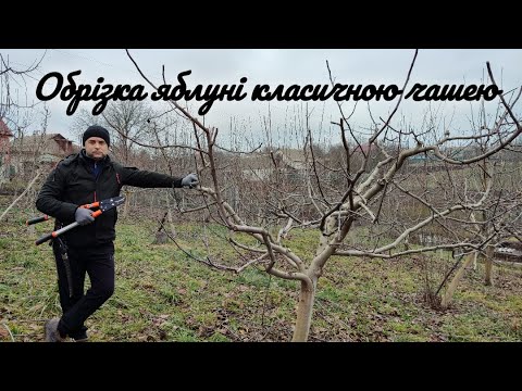 Видео: Обрізка яблуні класичною чашею