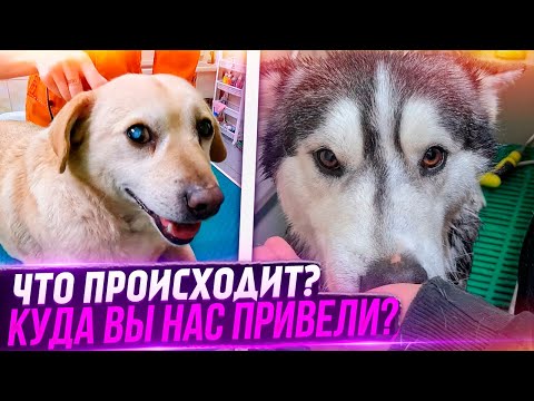 Видео: Хасик сегодня уезжает, отвели к грумеру Бельчика и Хасю, они стали НЕВЕРОЯТНЫЕ после процедур.