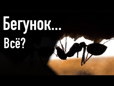 Видео: Реанимация бегунка! Cataglyphis nigra