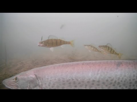 Видео: Маски! Подлёдная рыбалка на окуня на озере Милл-Лакс