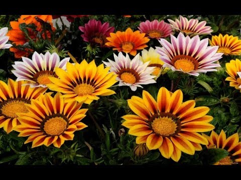 Видео: Газания - посадка,выращивание,уход. Часть- 1.