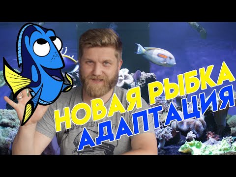 Видео: хепатус | рыбка дори в аквариуме | голубой хирург рыба | красивая аквариумная рыбка