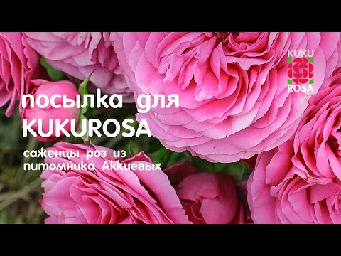 Видео: Посылка для Кукурозы 🌸 Розочки из питомника АККИЕВЫХ