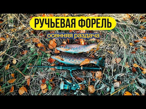 Видео: #troutfishing  | Микро речка | Ручьевая форель | Осенняя раздача |