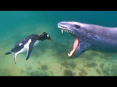 Видео: Этот Антарктический Маньяк - Настоящий Кошмар Пингвинов - МОРСКОЙ ЛЕОПАРД!