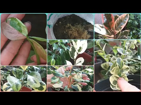 Видео: Уже сажаю Сингониум Триколор😊Обзор Фикусов в ИЮЛЕ🌺Эластика Белиз не растет🌱Совсем!🌱Формирую Кариссу