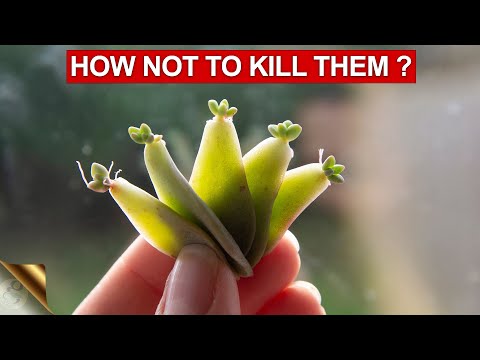 Видео: 10 СОВЕТОВ И ХИТРОСТЕЙ ПО ВЫРАЩИВАНИЮ СУККУЛЕНТОВ И КАКТУСОВ | СОВЕТЫ ПО УХОДУ ЗА СУККУЛЕНТАМИ