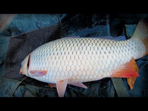 Видео: Сазаны просто разрывают катушки! Рыбалка на макушатник на Днепре.