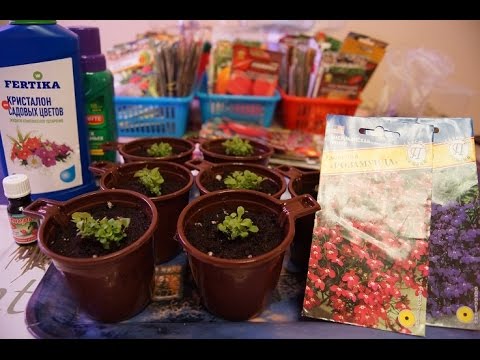 Видео: Пикируем ЛОБЕЛИЮ Подкормка и УХОД! ЧАСТЬ 4.