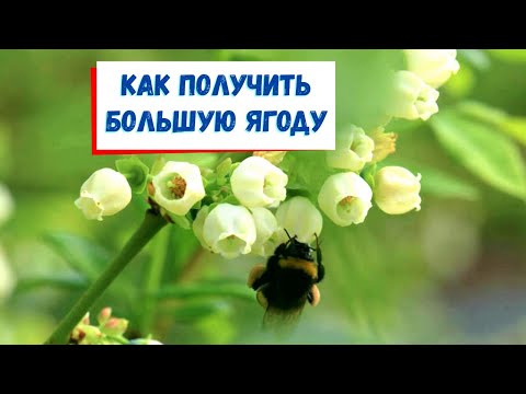 Видео: Опыление голубики