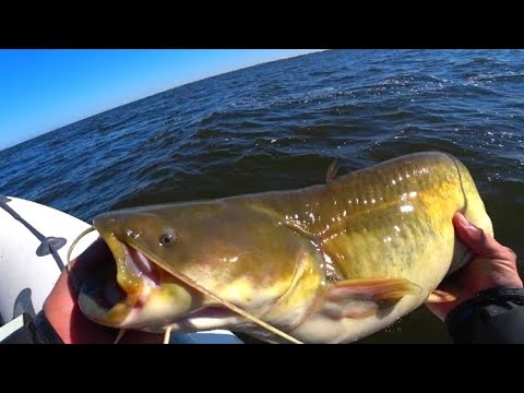 Видео: ОСЕННИЙ ЖОР СОМА НА КВОК💥 РЫБАЛКА НА СОМА