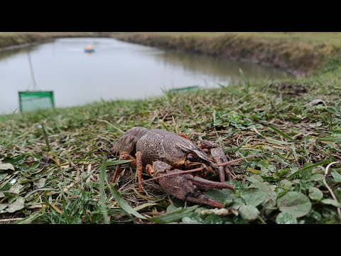 Видео: Раки лезут на берег,  разведение Раков и рыбы в домашних условиях или бизнес на Раках 