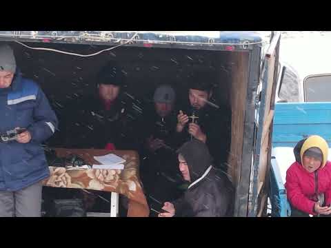 Видео: Көкпар