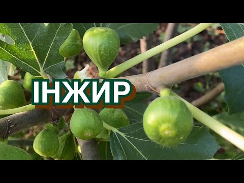 Видео: Вирощую інжир в саду. Догляд, полив, як зимує інжир