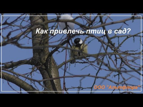 Видео: Как привлечь птиц в сад