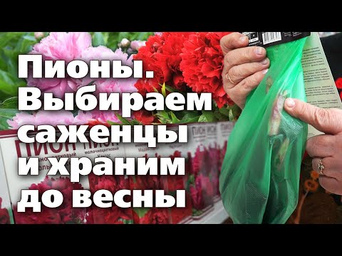 Видео: РАННЯЯ ПОКУПКА САЖЕНЦЕВ ПИОНОВ. Рекомендации по выбору и хранению до посадки