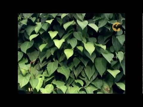 Видео: Сад и огород-110 Китайский лимонник