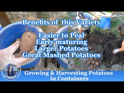 Видео: Как выращивать картофель в контейнерах и собирать урожай