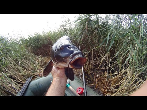 Видео: КАРП живёт в КАМЫШАХ  (часть 1)  I  КАК ПОЙМАТЬ КРУПНОГО КАРПА на ПОПЛАВОЧНУЮ удочку