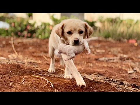 Видео: Шок! В горах встретил собаку 🐕, переносящую щенков — через 3 дня мы стали семьёй 🐶❤️