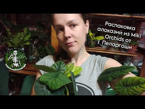 Видео: Распаковка алоказий из Тайваня (Miki Orchids) от Пеларгоши