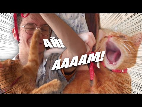 Видео: ОДЕЛ ПОВОДОК И СИМБА ЦАПНУЛ | Влог