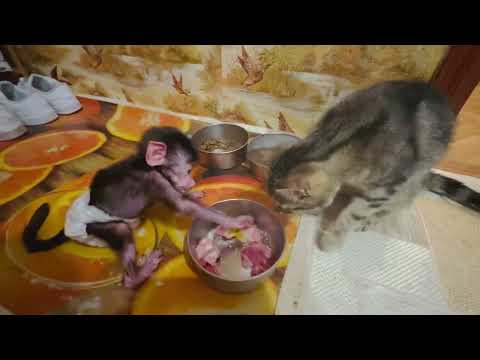 Видео: УМОРА! Люська отбирает у кота МЯСО!