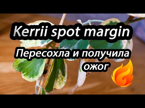 Видео: Hoya Kerrii spot margin-пересохла и получила ожог