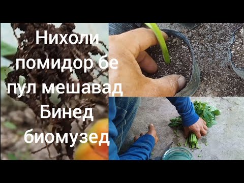 Видео: НИХОЛИ ПОМИДОР БЕ ПУЛ МЕШАВАД .БИНЕД БИОМУЗЕД
