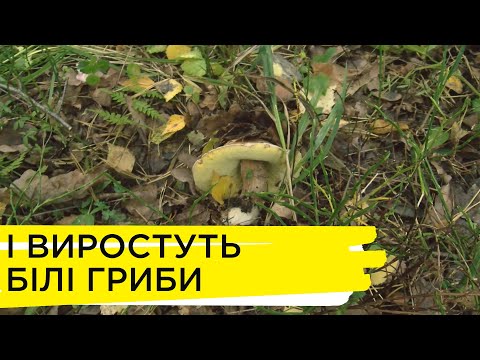 Видео: Як виростити білі гриби за допомогою міцелію?