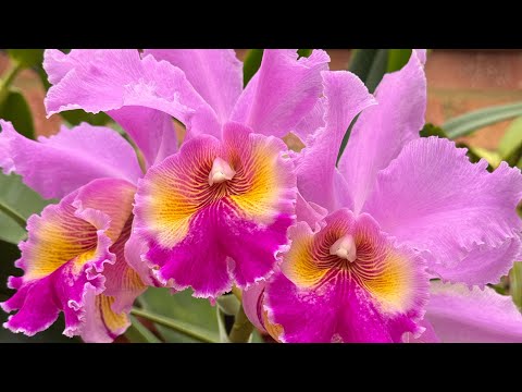 Видео: Как далеко может завести обычный фаленопсис из супермаркета 🫣