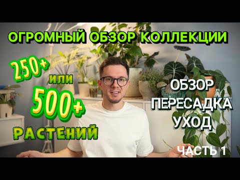 Видео: ОГРОМНЫЙ ОБЗОР КОЛЛЕКЦИИ | 500 растений | обзор, пересадка, уход