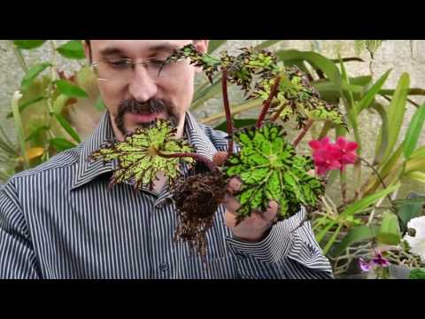 Видео: Омоложение бегонии с удалением части старого ствола со старыми корнями