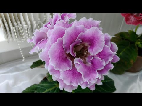 Видео: Глоксинии,Фиалки , Пеларгонии. Все условия.для цветов Итоги за пол сезона предложения