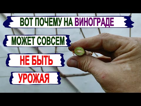 Видео: 🍇 Из-за ЭТОГО на винограде может НЕ БЫТ СОВСЕМ УРОЖАЯ. ЭТО МОЖНО ИСПРАВИТЬ уже сейчас.