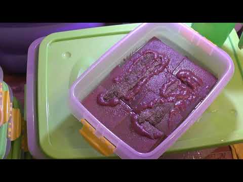 Видео: Аулофорус. Акваблогеры обманывают зрителей и подкладывают червя для съемок?