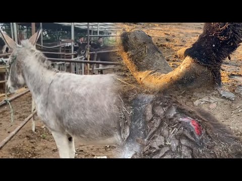Видео: Жизнь спасена! Старый осёл был парализован 11 лет! Спасите его!