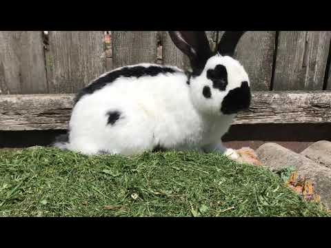 Видео: Чи можна оглядати новонароджених кроленят ?