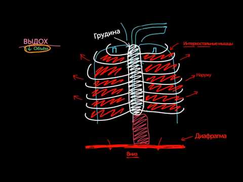 Видео: Как меняется объём лёгких?