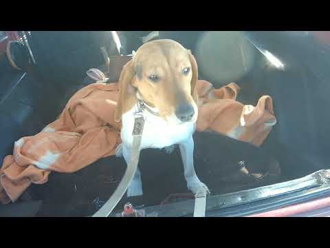 Видео: Охота с эстонской гончей.