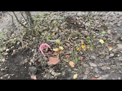 Видео: Последние видео с опорой с большой траверсой перед повалом ￼