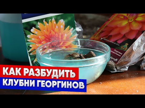 Видео: Как разбудить клубни георгинов