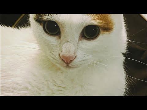 Видео: АСМР🌙вечерний стрим тихим голосом