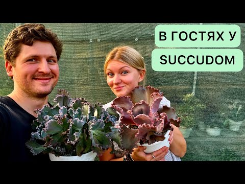 Видео: КОЛЛЕКЦИЯ КРУПНЫХ ЭЧЕВЕРИЙ ЕКАТЕРИНЫ SUCCUDOM СУККУЛЕНТЫ (ЭОНИУМ, АГАВА) В ПОДМОСКОВЬЕ