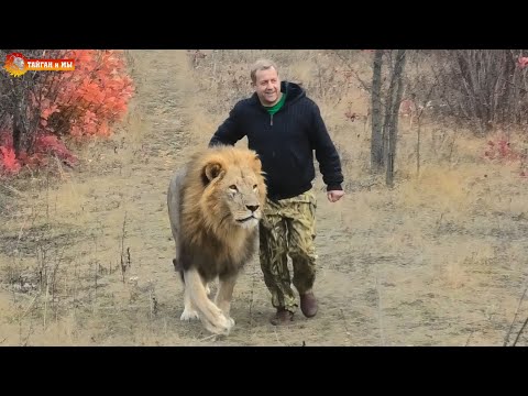 Видео: Вышел Филя из «тумана» - берегись пляжная охрана! Львы. Тайган. Lions life in Taigan.